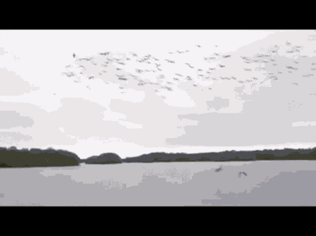 a flock of birds flying over a lake .