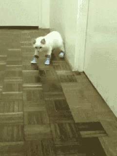 a white cat wearing a pair of blue boots