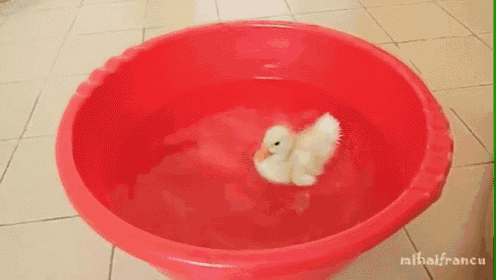 a duck is swimming in a red bowl of water
