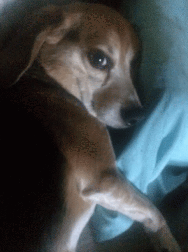 Cute Pup GIF - Cute Pup Beagle GIFs