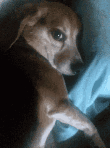 a brown dog laying on a blue blanket