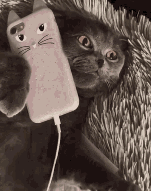 Cat Phone Cat GIF - Cat Phone Cat Phone GIFs