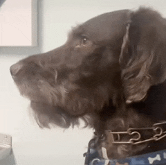 a close up of a dog wearing a collar with bones on it