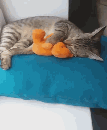 a cat is sleeping on a blue pillow with a stuffed duck