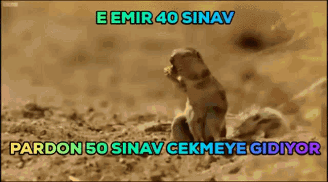 Emir Ab GIF - Emir Ab Emir Ab GIFs