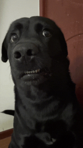 a close up of a black dog 's face with a surprised look on its face