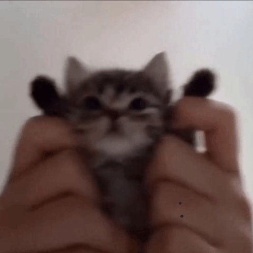 Cat Silly GIF - Cat Silly Silly Cat GIFs