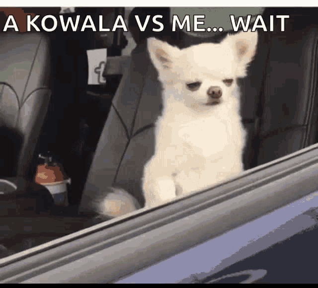 a small white dog is sitting in the back seat of a car and looking out the window