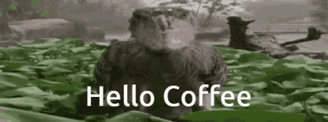 a bird is sitting on top of a pile of leaves and says `` hello coffee '' .
