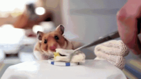 Hamster Taco  GIF - Taco Hamster Eat GIFs