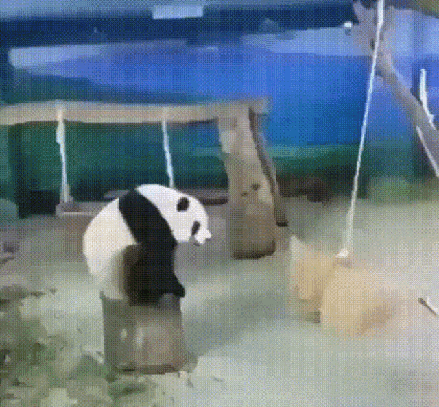 Panda Jump GIF - Panda Jump Failure GIFs