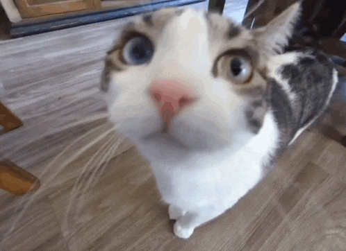 a cat with blue eyes and a pink nose is looking up at the camera