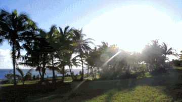 the sun shines through the palm trees in a field