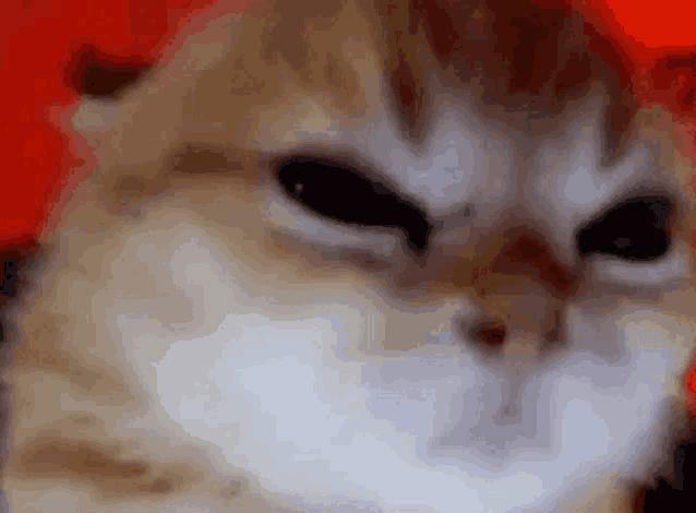 a close up of a cat 's face with a very angry look on its face .