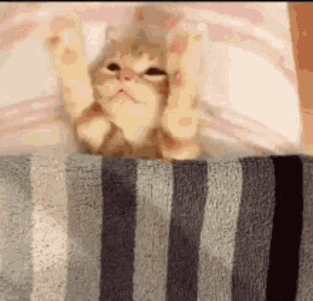 a cat is laying on a bed with its paws up and a striped blanket .