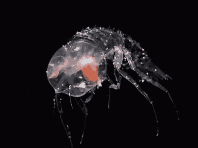 a close up of a jellyfish on a black background with a red center .