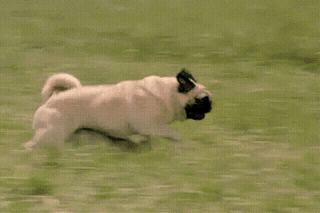 Pug Running GIF - Pug Running Crashing GIFs