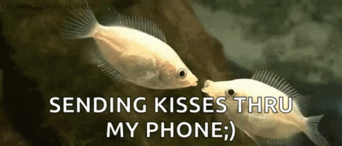 Kisses Fish GIF - Kisses Fish Sweet GIFs