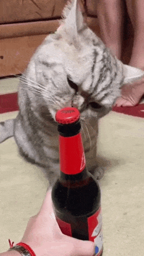 a cat is sniffing the cap of a budweiser beer bottle