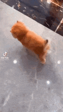 a small orange dog is walking on a tiled floor .