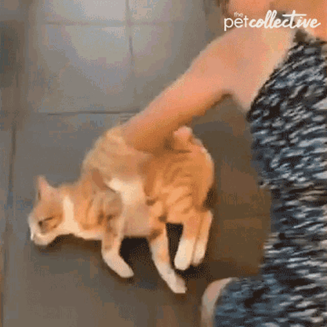 a woman is petting an orange and white cat with the pet collective written on the bottom right