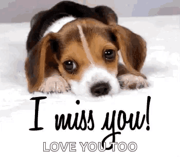 a beagle puppy is laying on a bed with the words `` i miss you ! love you too '' .
