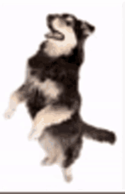 a husky dog is standing on its hind legs and looking up .
