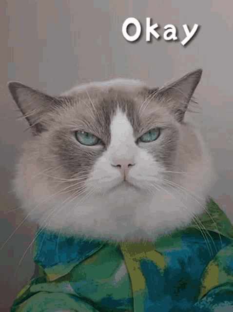 a cat wearing a shirt with the word okay written on it