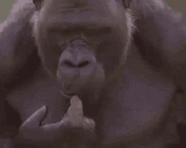 Monkey Gorilla GIF - Monkey Gorilla Think GIFs