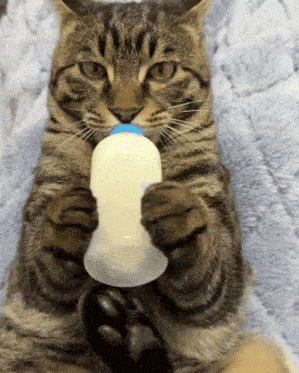 Cat Tabby Cat GIF