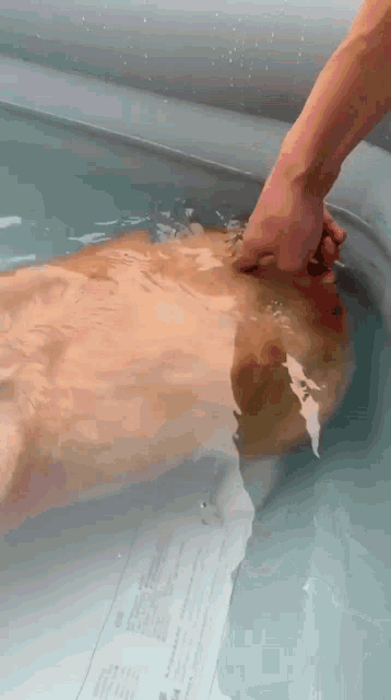 a person is playing with a dog in a pool