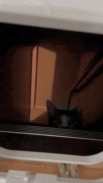 a cat is looking out of a microwave door