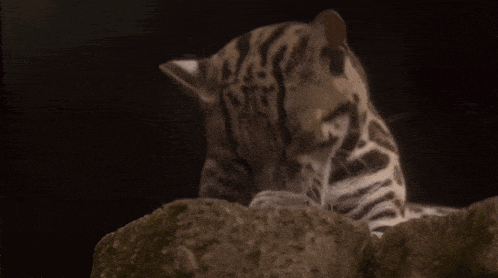 a close up of a cat laying on a rock with its eyes closed
