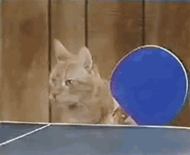 a cat is sitting on a ping pong table with a blue racket behind it