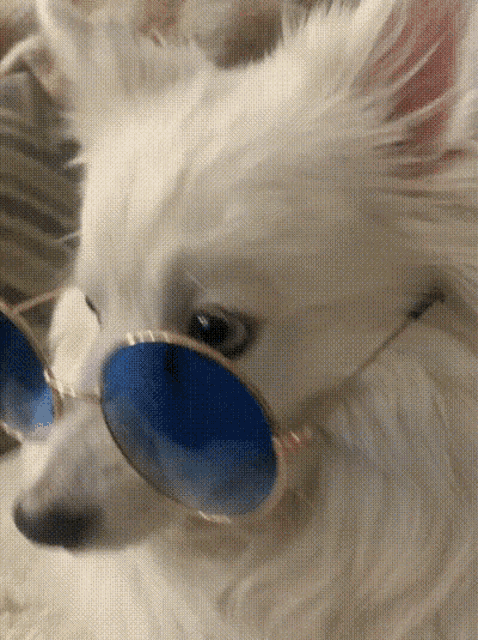 Swag Dog Fluffy Dog GIF - Swag Dog Fluffy Dog Dogs GIFs