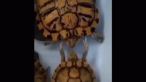 Turtle Turtles GIF - Turtle Turtles Funny Hands GIFs