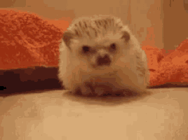 a hedgehog is sitting on a bed with orange blankets and looking at the camera .