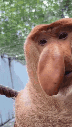 a close up of a monkey with a large nose looking at the camera