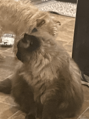 two cats are playing with each other on a tile floor