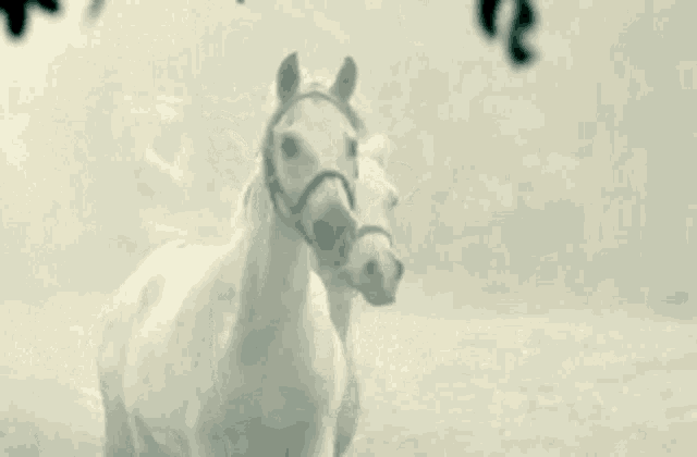 Horses White Horse GIF - Horses White Horse Running GIFs