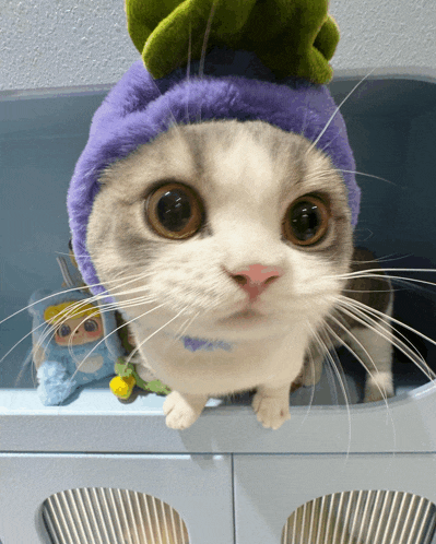 a cat wearing a purple hat with a green leaf on top of it