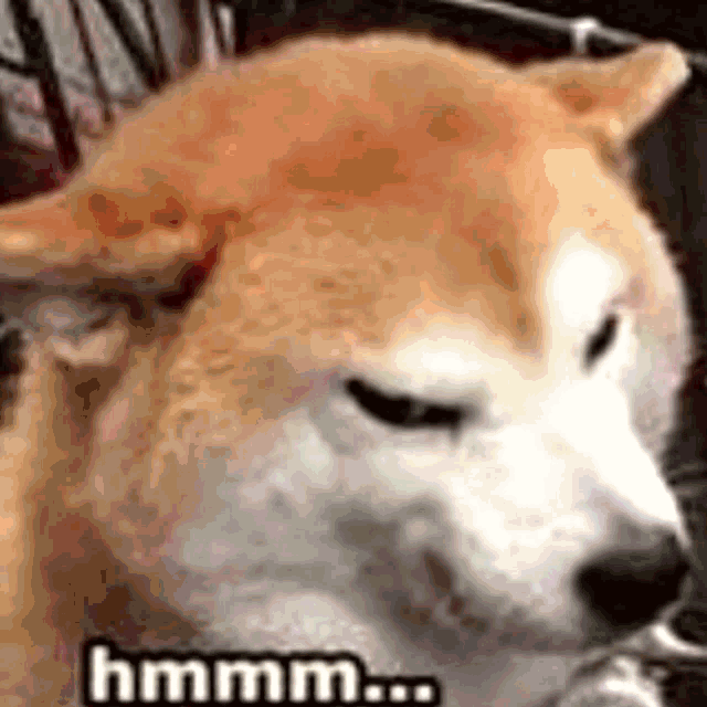 a close up of a dog 's face with the words hmm on it .