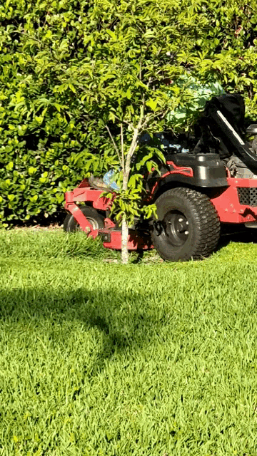 a red lawn mower is cutting a lush green lawn in a backyard .