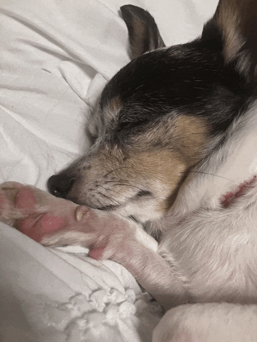 a black and white dog sleeping on a bed with its paw on the blanket