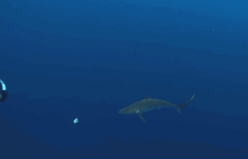 Shark Silky Shark GIF - Shark Silky Shark Shark Swimming GIFs