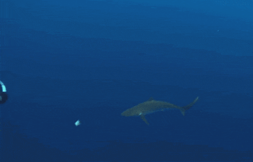 a scuba diver is swimming next to a shark wearing a shirt that says scubapro