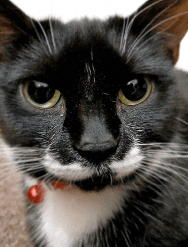 a black and white cat wearing a red collar looks at the camera