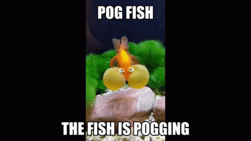 Pog Fish The Fish Is Pogging GIF