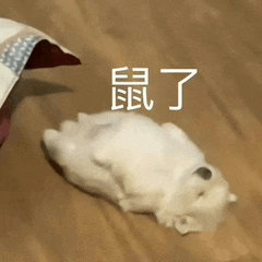 a small white dog is laying on its back on the floor .