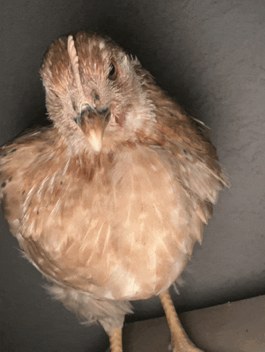 a close up of a brown chicken with a yellow beak looking at the camera
